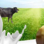 Unveiling the Wonders of WellHealthOrganic Buffalo Milk Tag Benefits: A Comprehensive Guide