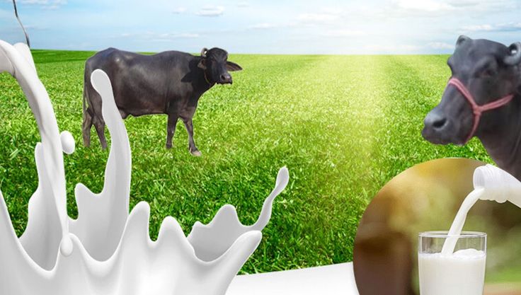 Unveiling the Wonders of WellHealthOrganic Buffalo Milk Tag Benefits: A Comprehensive Guide