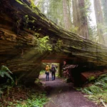 TPG's complete guide to visiting California's redwood forests - The Points Guy