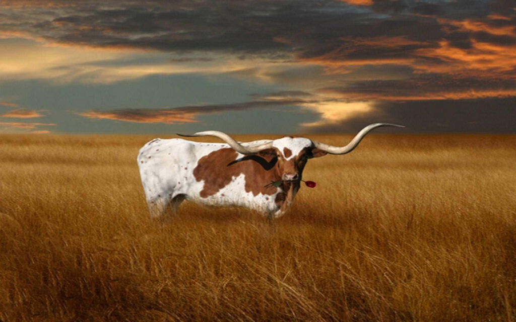 Where to Buy Texas Wallpaper