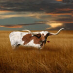 Where to Buy Texas Wallpaper