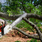 Mencer’s Tree Service: Your Trusted Partner for Expert Tree Care in East Tennessee