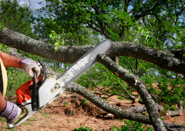 Mencer’s Tree Service: Your Trusted Partner for Expert Tree Care in East Tennessee