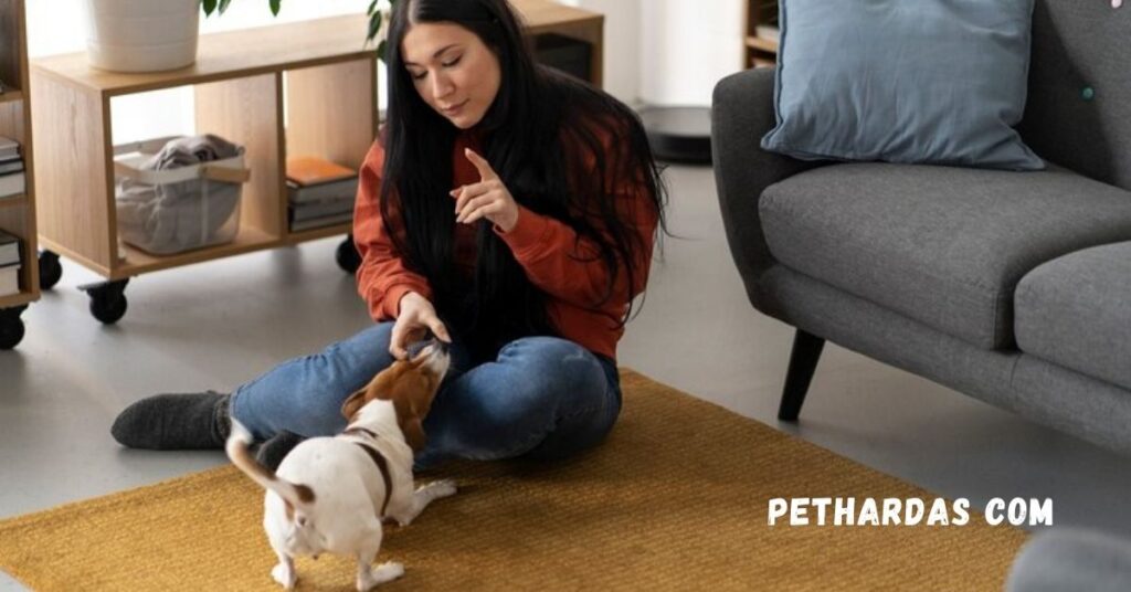 Discover the Unique Pet Care Experience at Pethardas Com